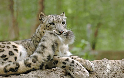 SnowLeopards